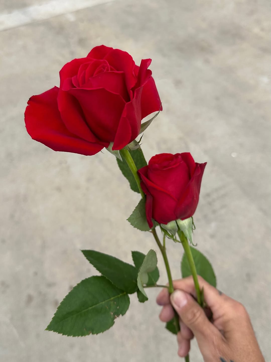 Flower, Rose, Nature