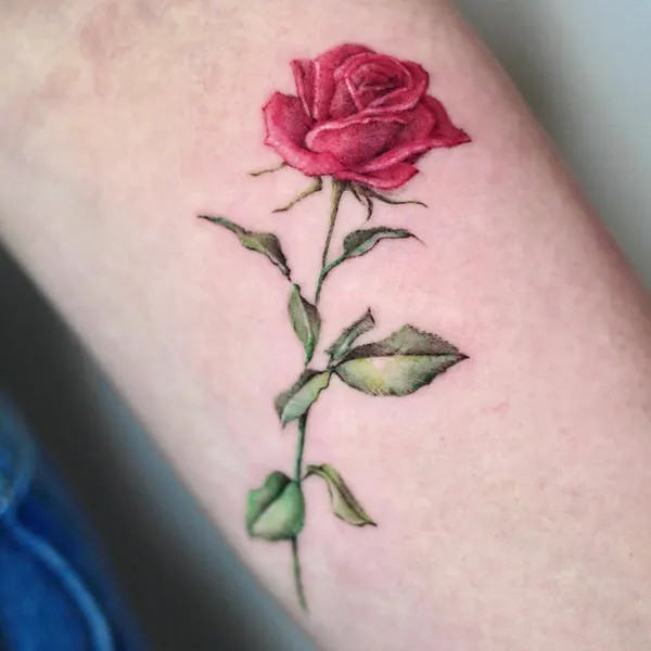 Flower, Rose, Nature