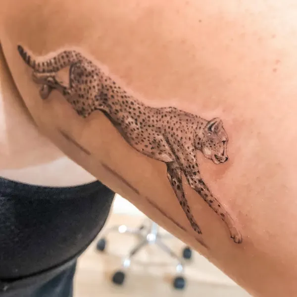Animal, Tiger, 악어, 도마뱀, 개구리