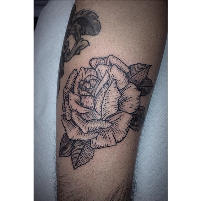 Flower, Rose