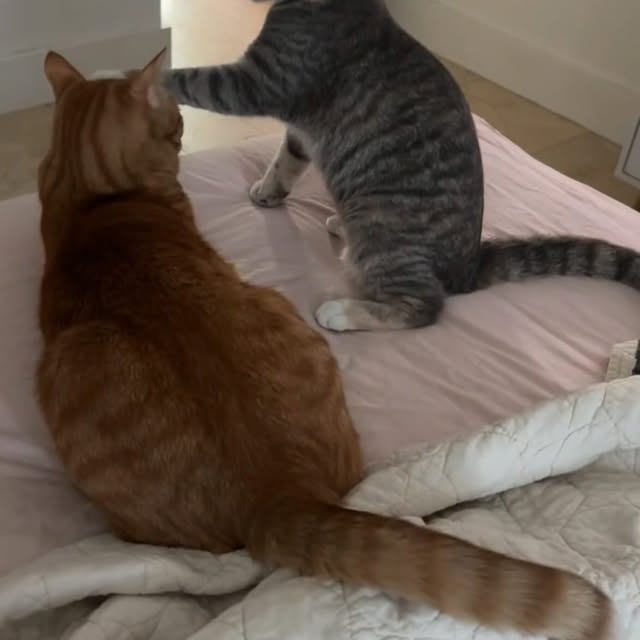 고양이