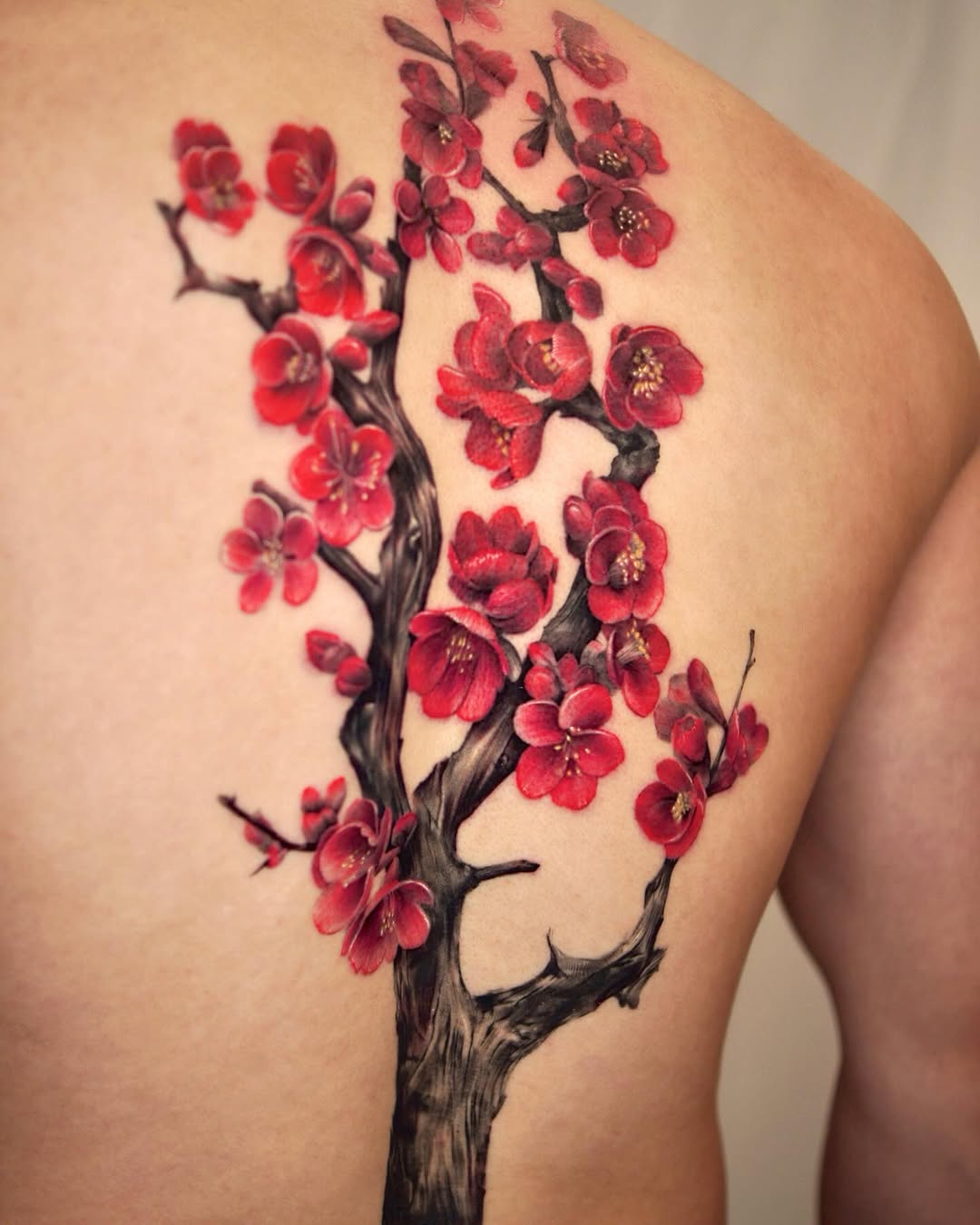 Flower, Nature, 벚꽃, 일본 단풍, 매화