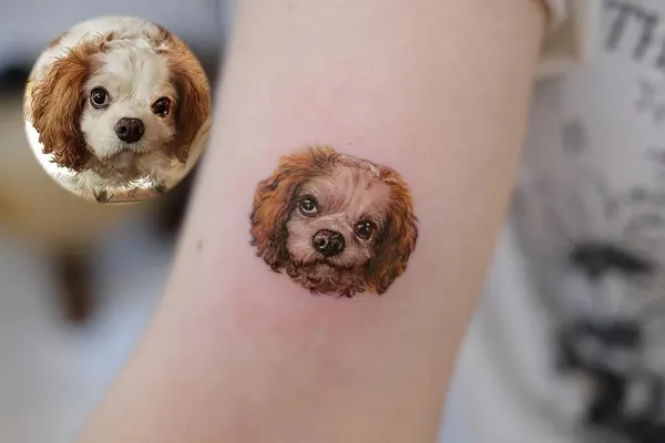 Animal