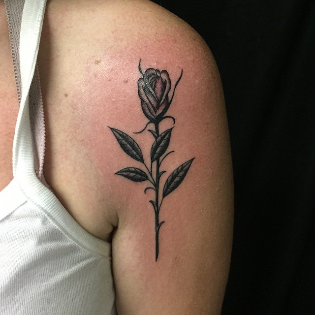 Flower, Rose, Nature