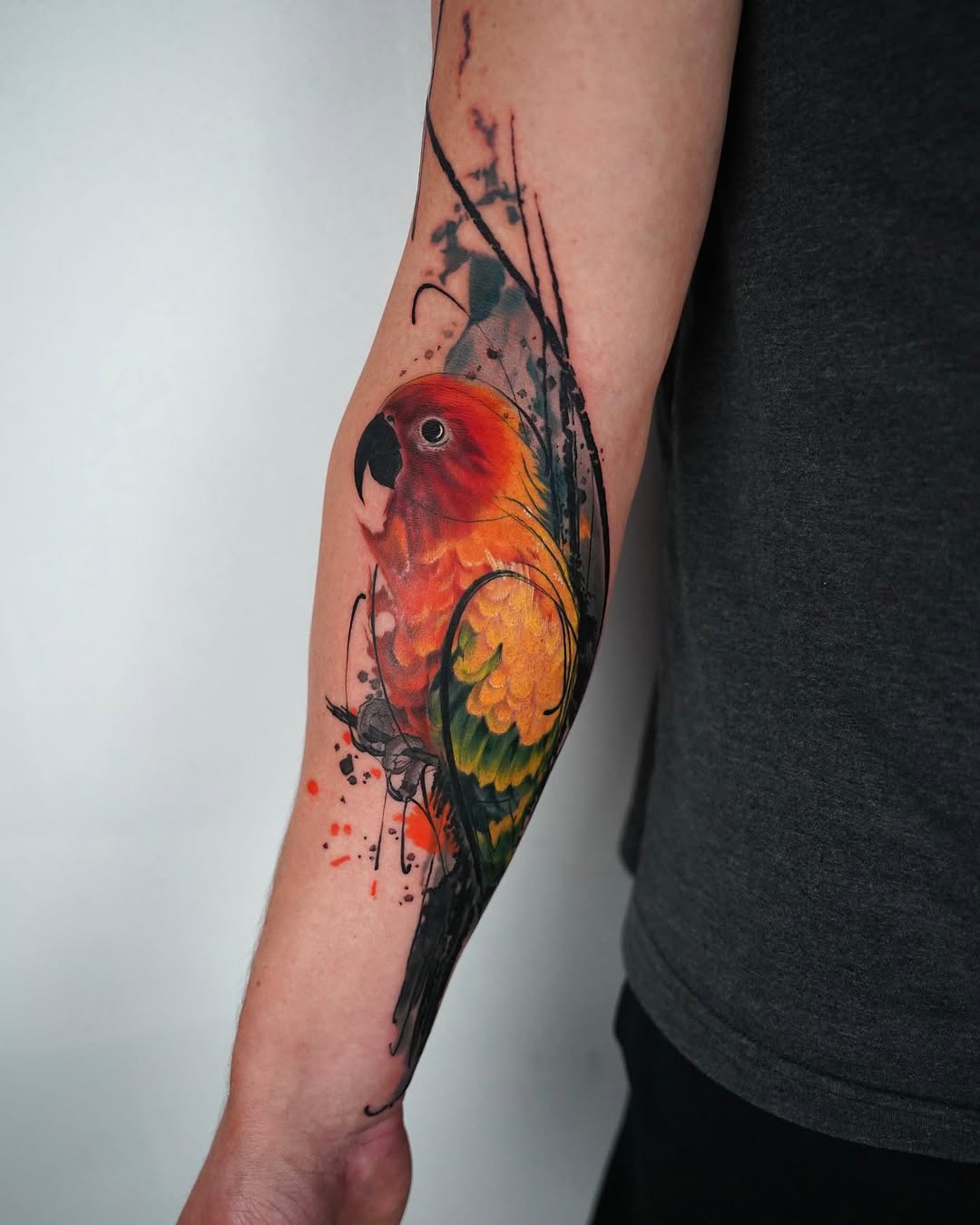Animal, 앵무새, Nature, 공작