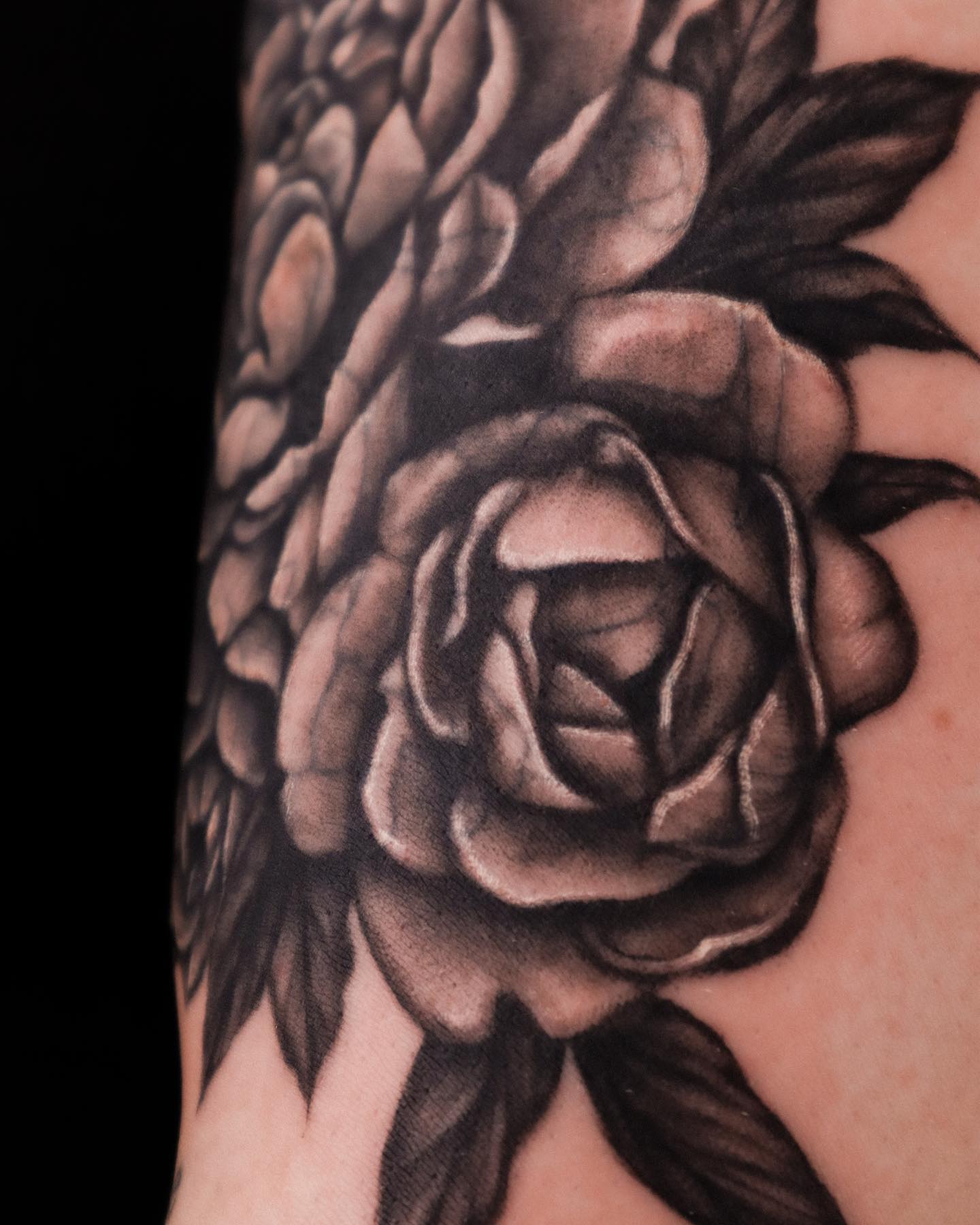 Flower, Rose, Nature
