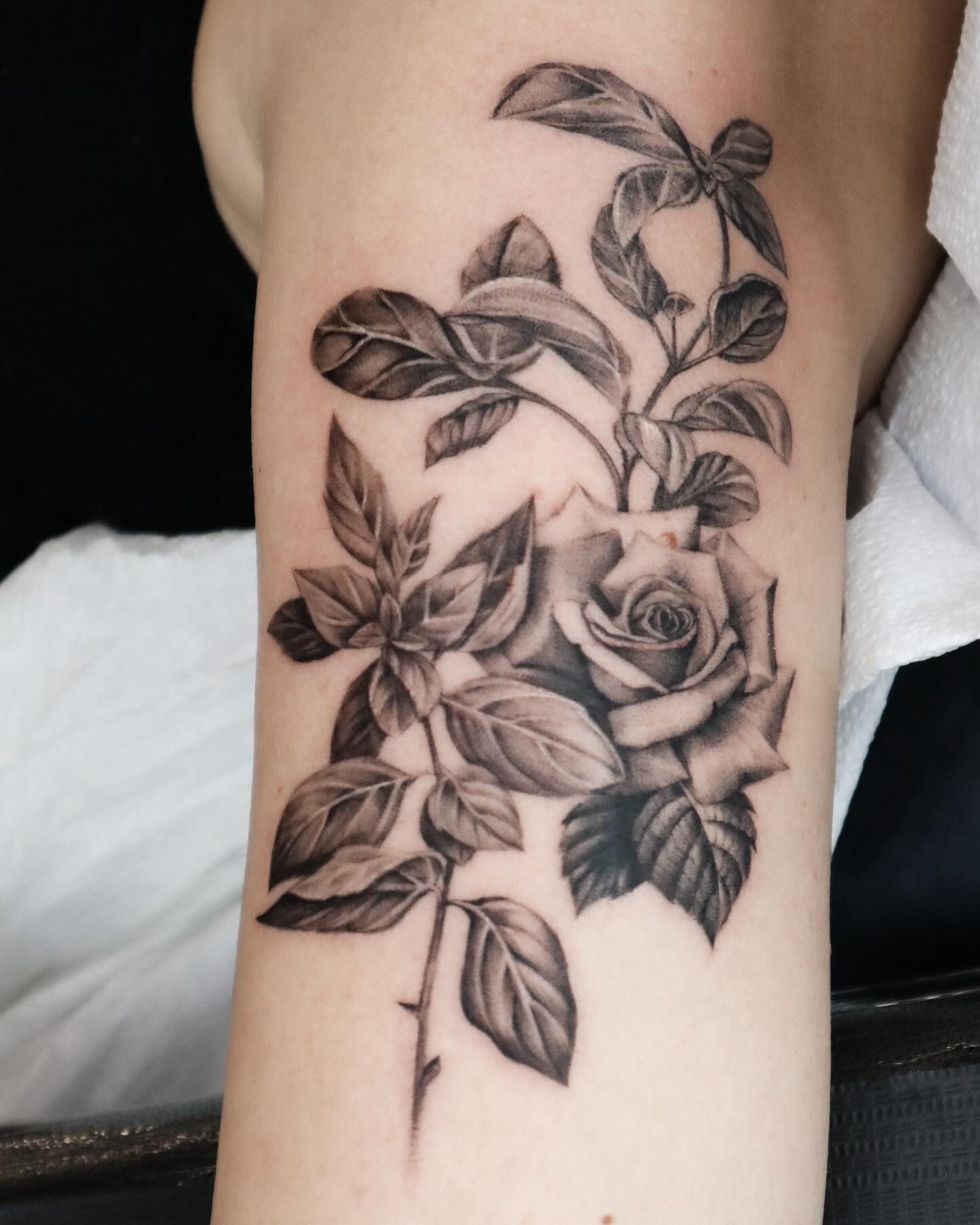 Flower, Rose, Nature