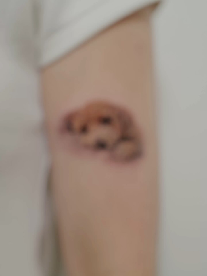 Animal, 반려동물
