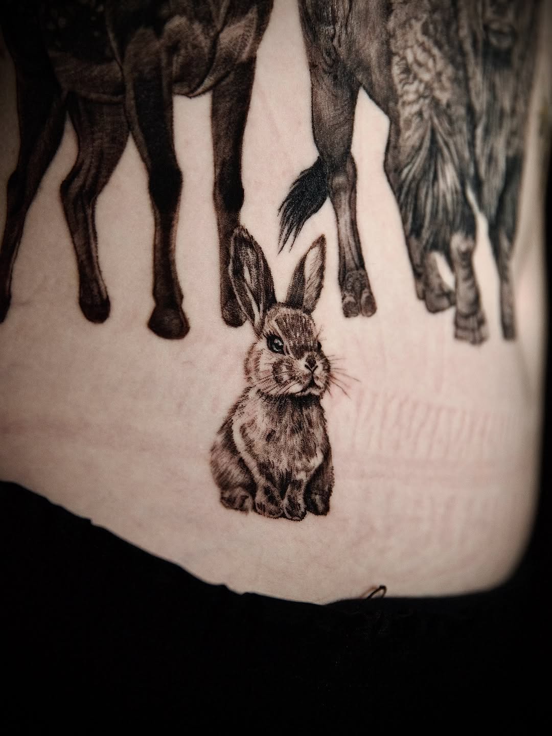 Animal