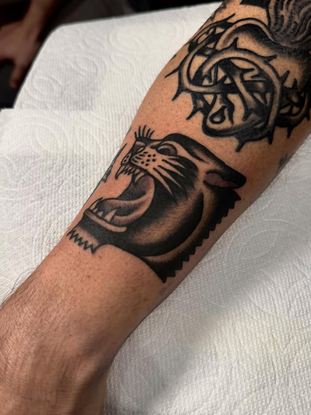 Tiger, Animal