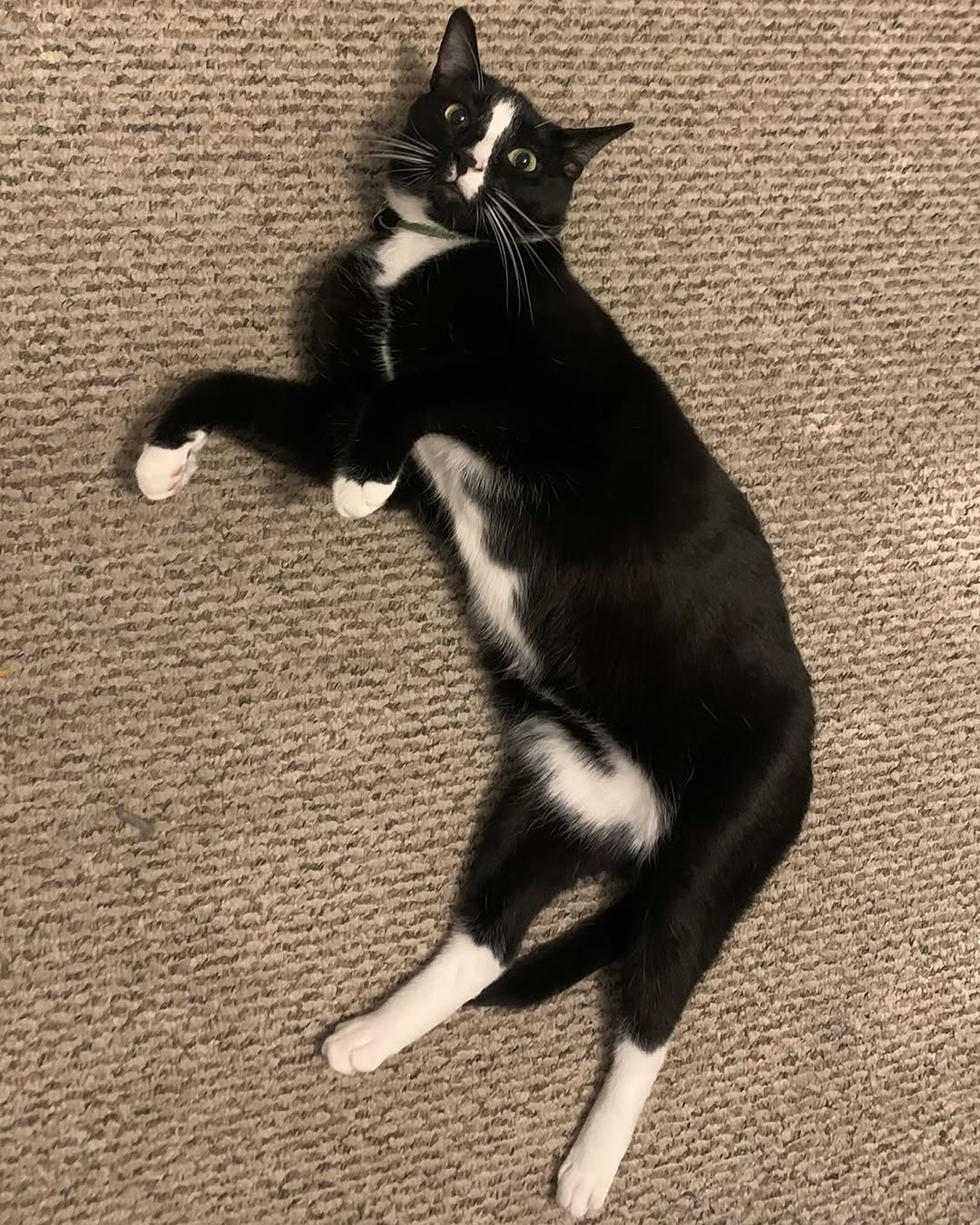 Animal