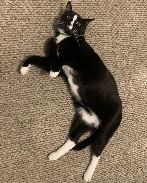 Animal