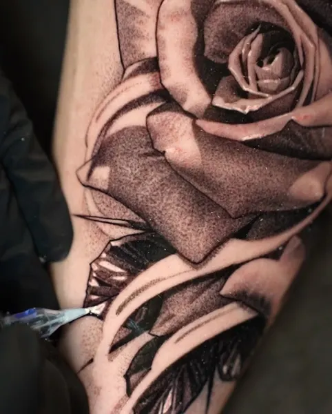 Flower, Rose