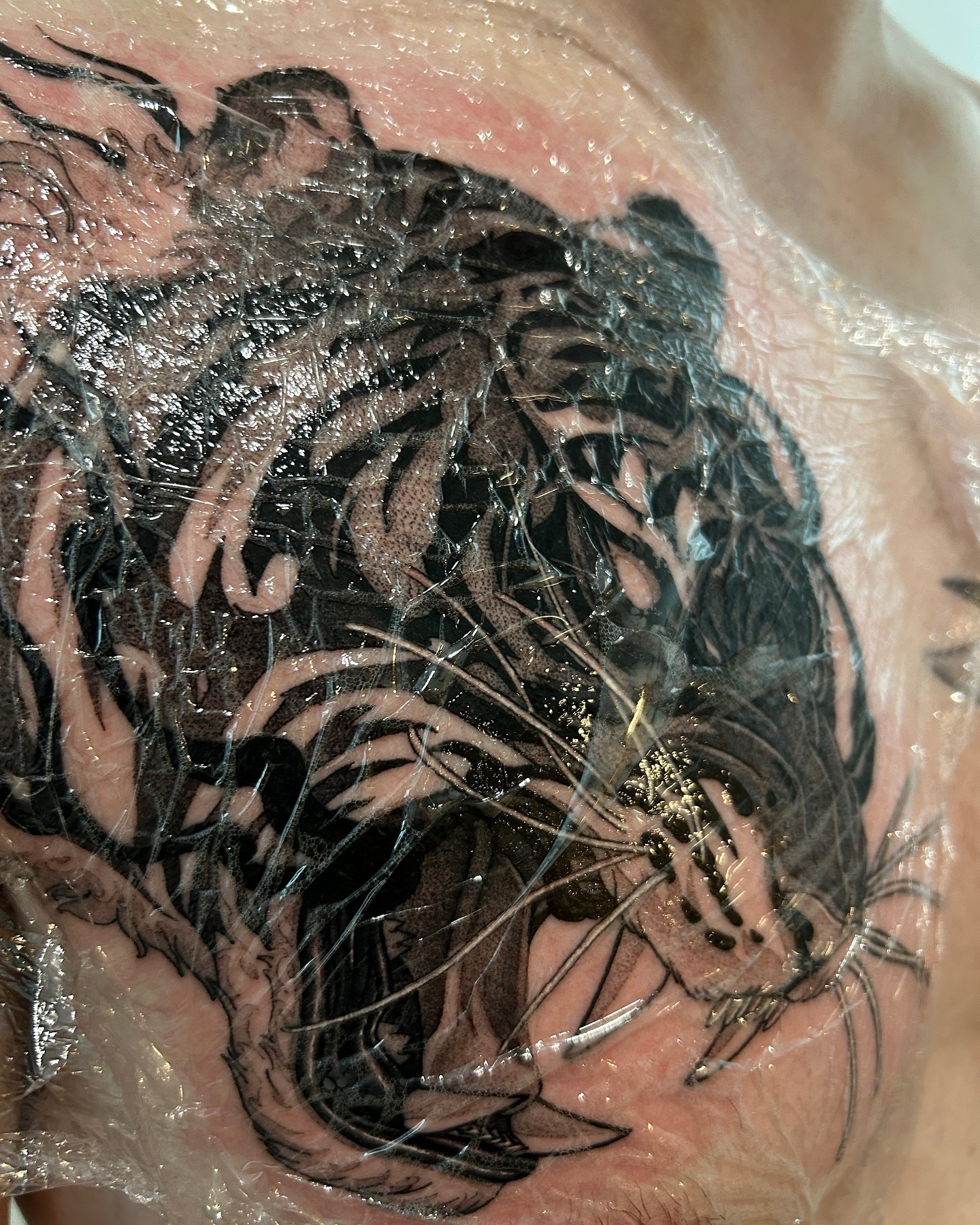 Tiger, 한국 호랑이