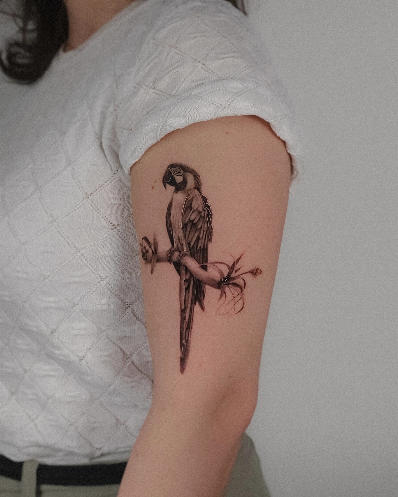 Animal, Nature, 앵무새