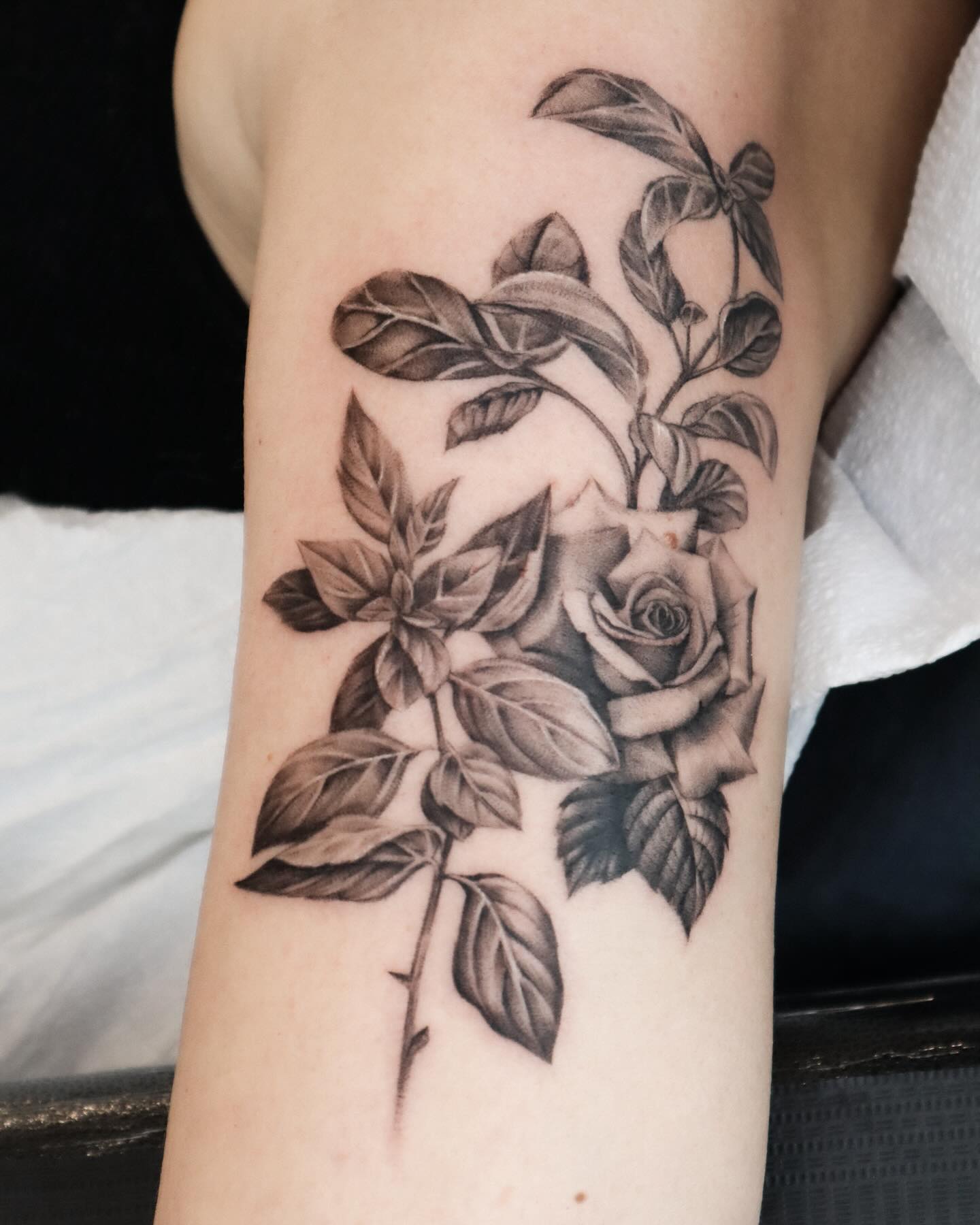 Flower, Rose, Nature