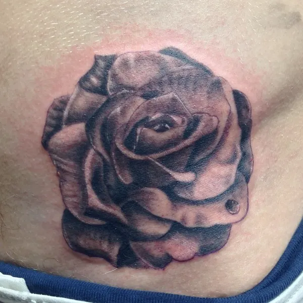 Flower, Rose, Nature