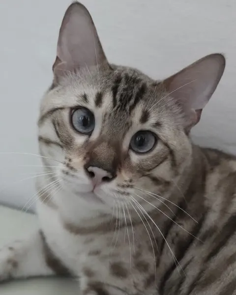 고양이