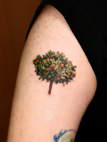 Nature, 소나무, 나무, 숲