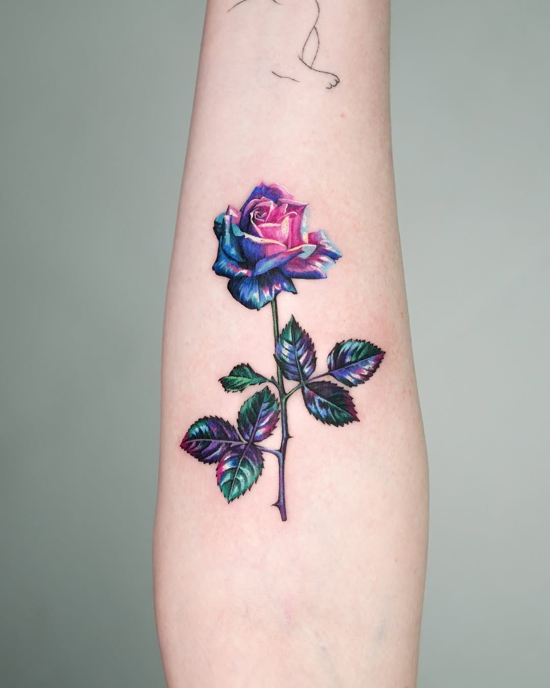 Flower, Rose, Nature