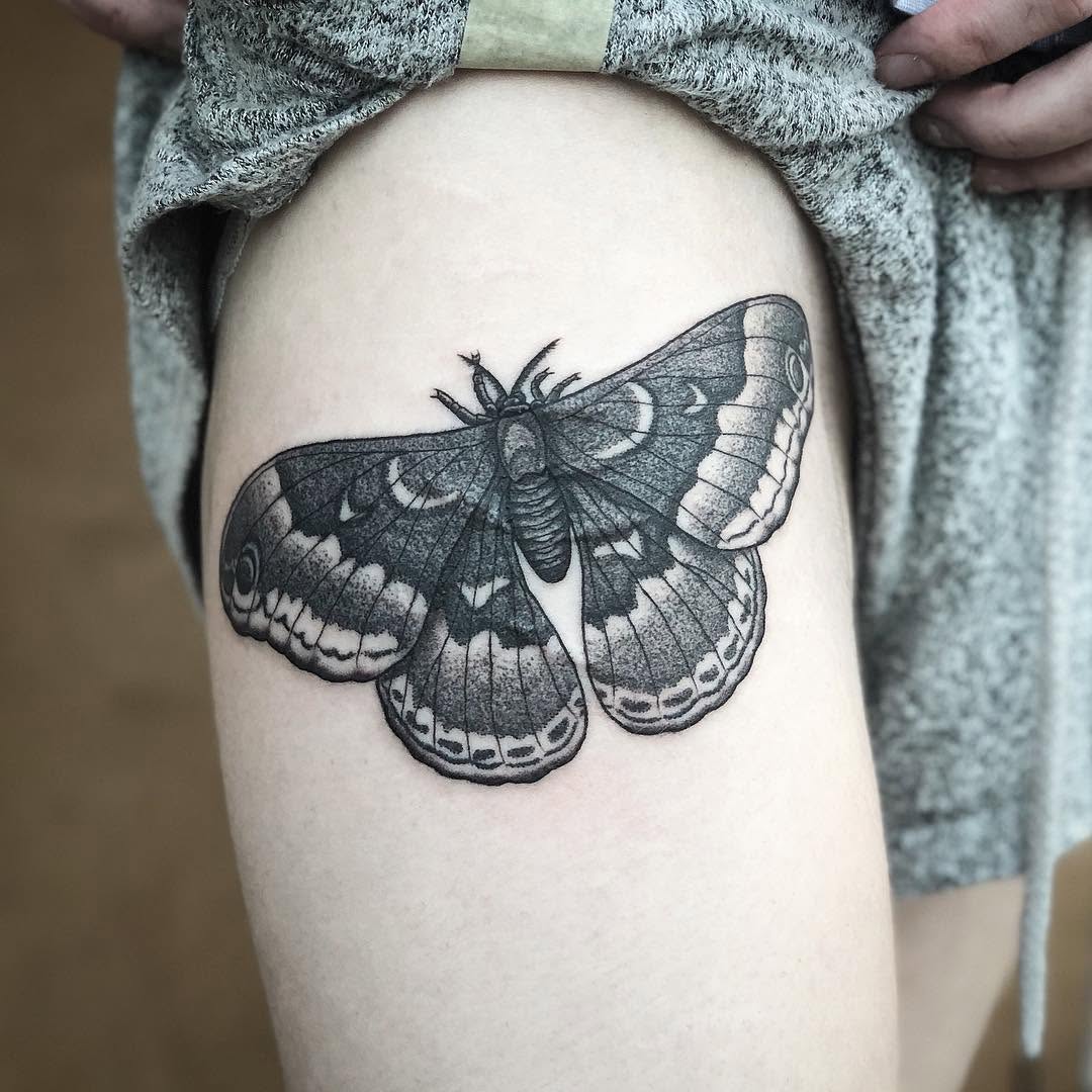 Animal, Nature