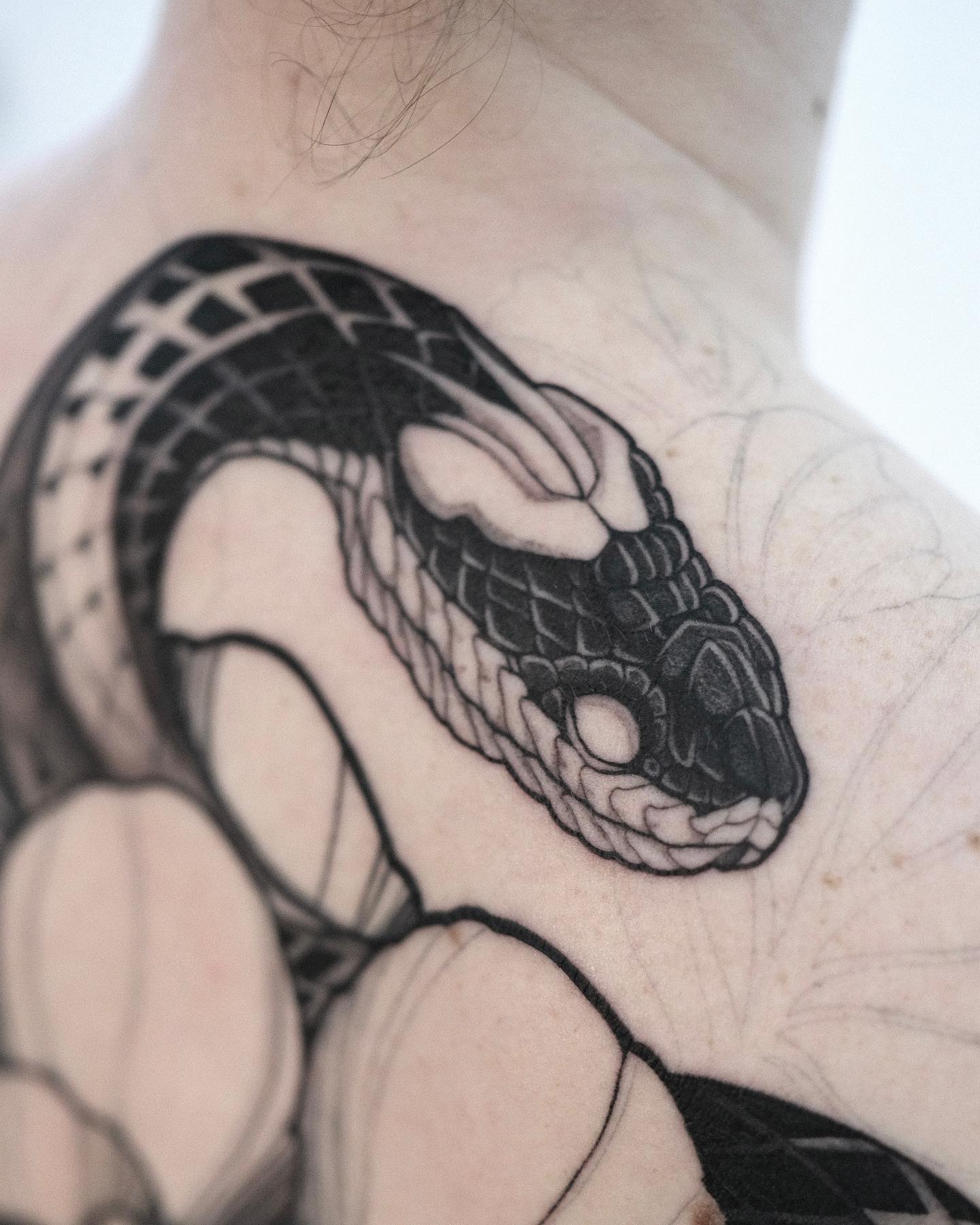 Flower, Rose, Nature, Dragon