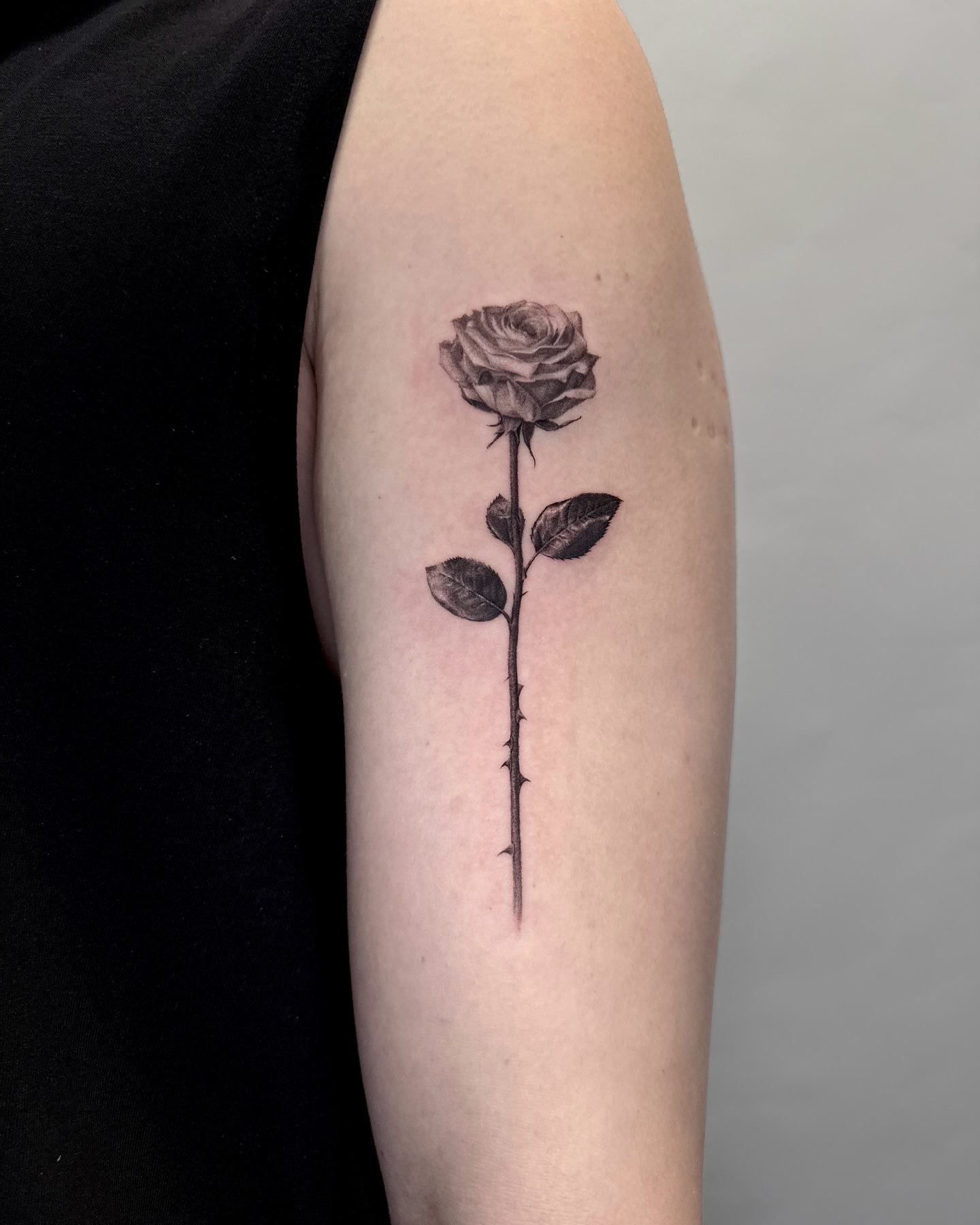 Flower, Rose, Nature