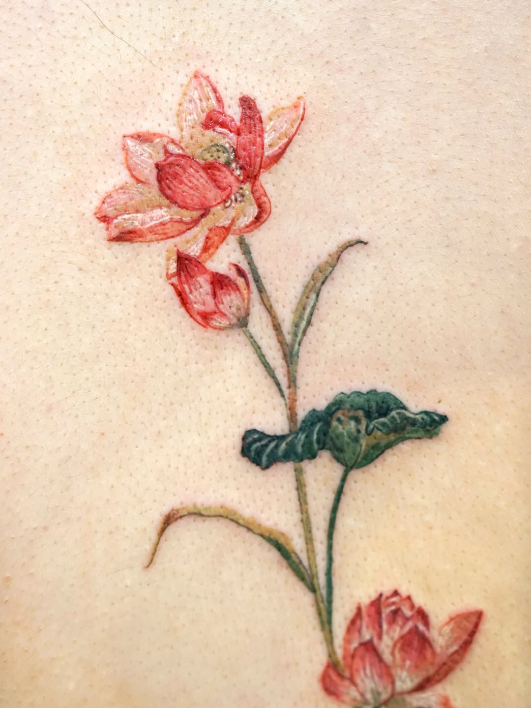Flower, Nature
