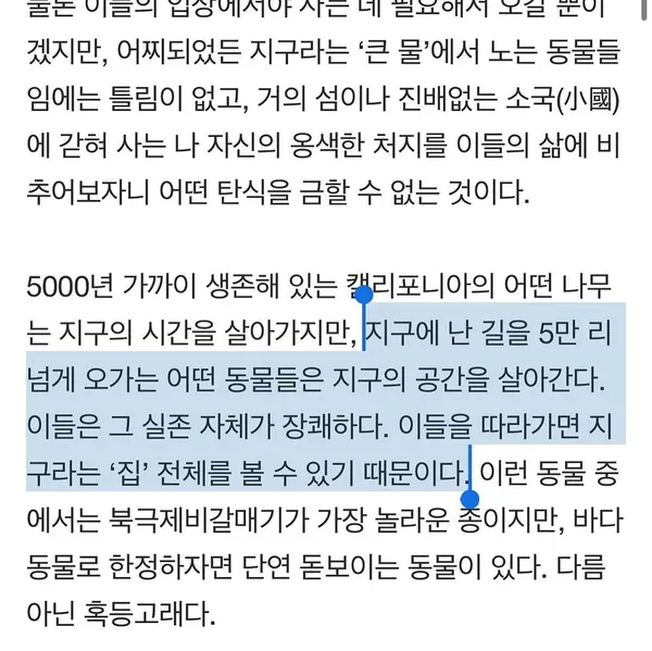 수탉, 새, 학, 공작, 깃털, 펭귄, 그리핀, 다람쥐, 앵무새, 한국 학, Animal, 비둘기