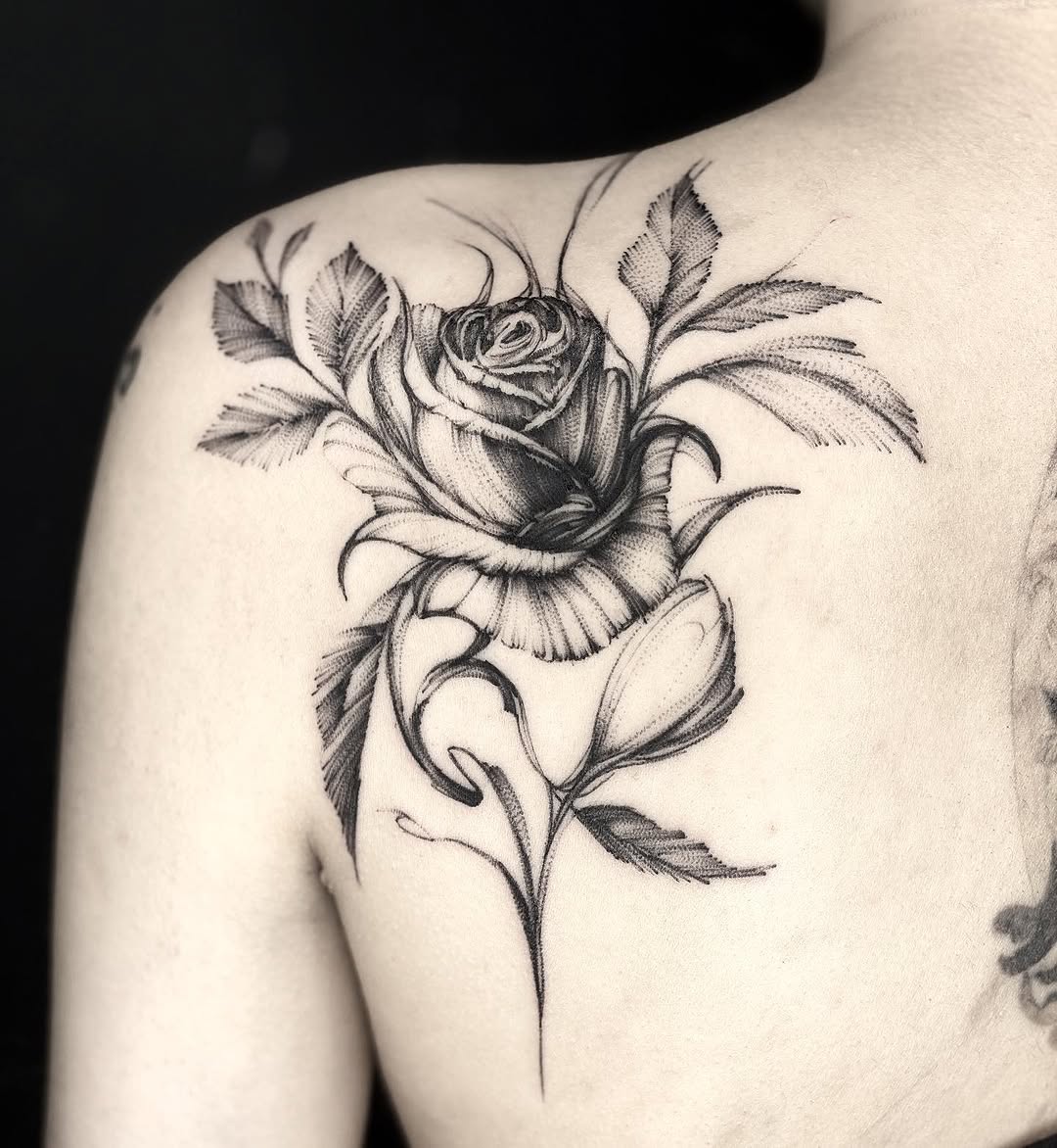 Flower, Rose, Nature