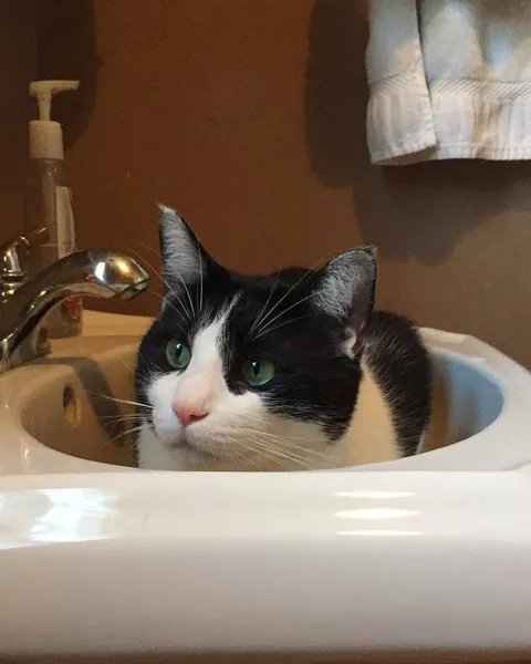 고양이, 여우 가면