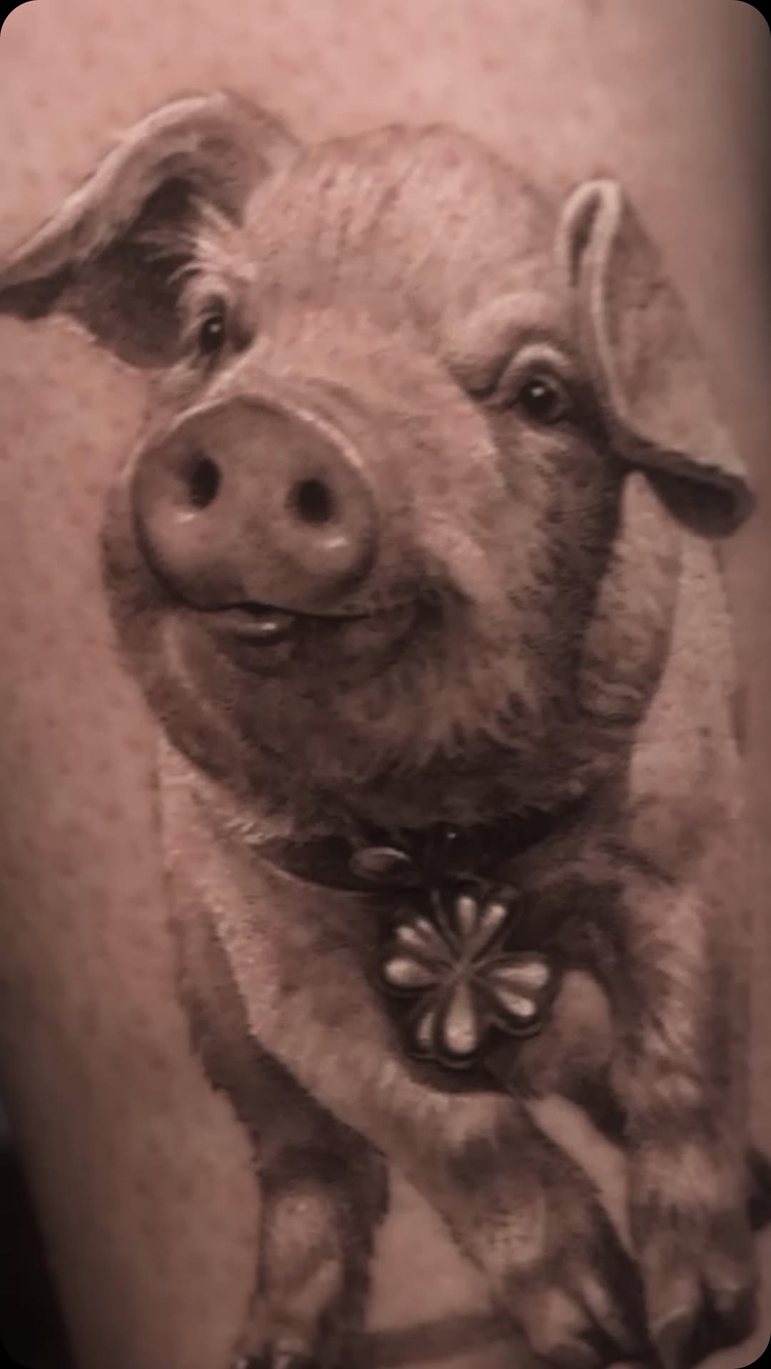 Animal, 돼지