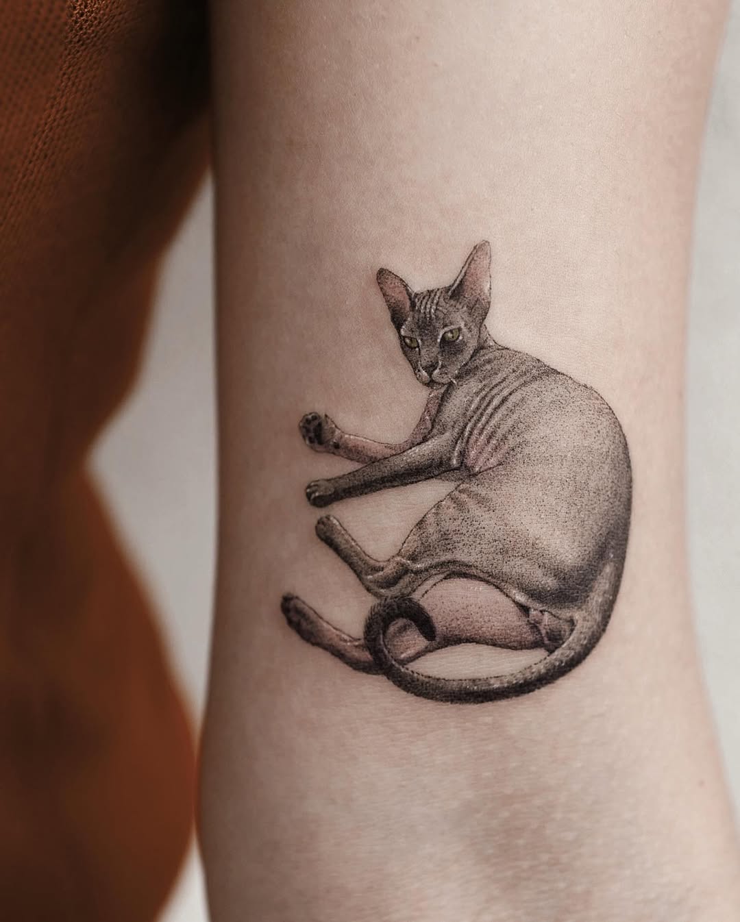 Animal