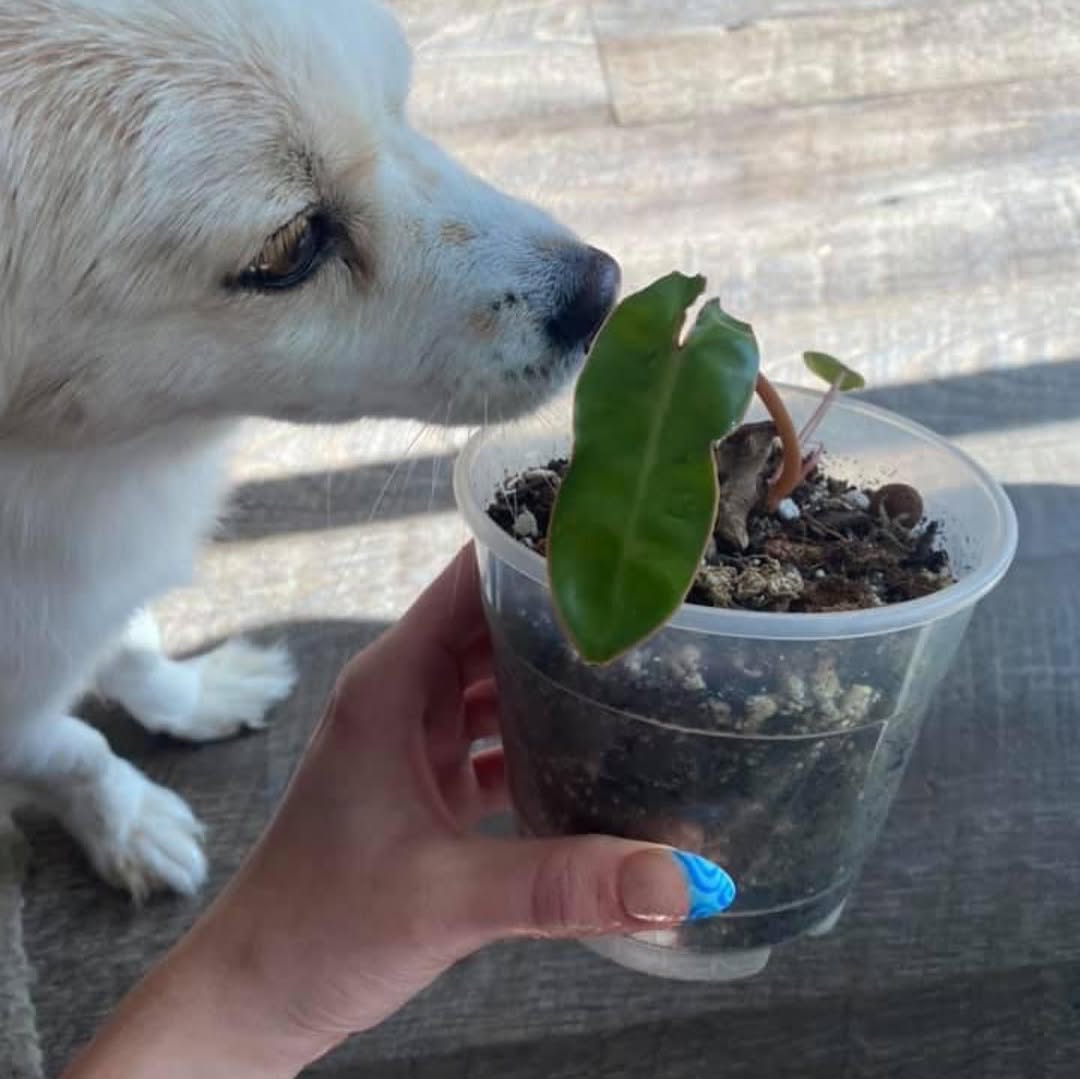 plantsnpokes