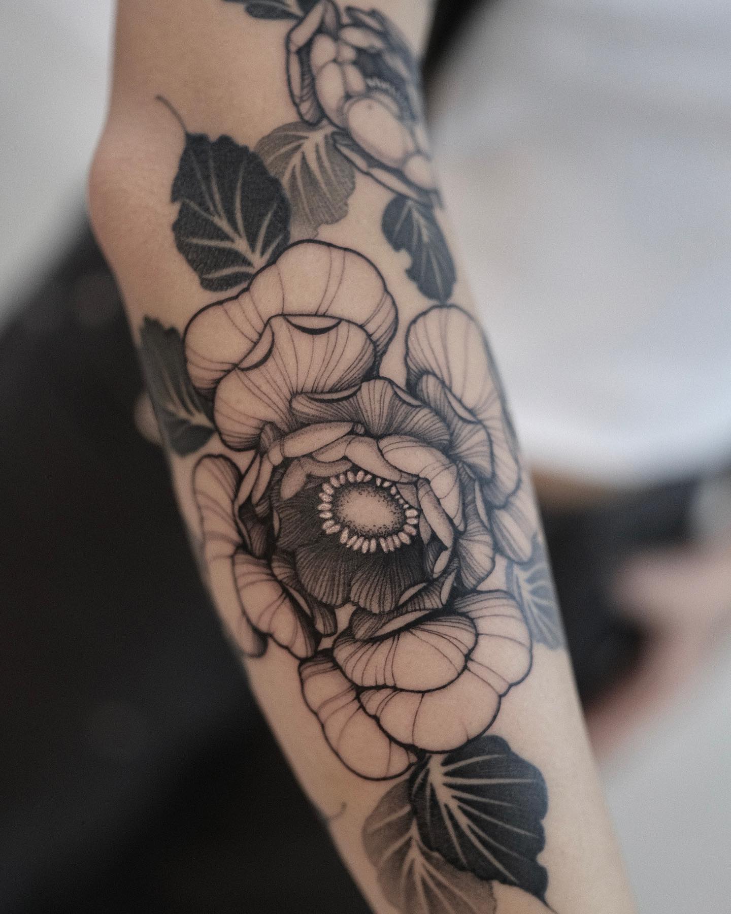 Flower, Rose, Nature