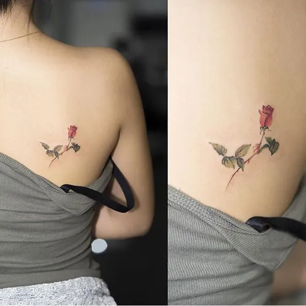 Flower, Rose