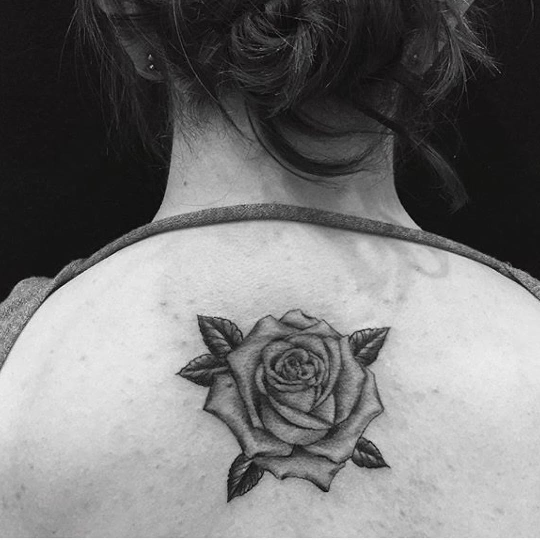 Flower, Rose, Nature