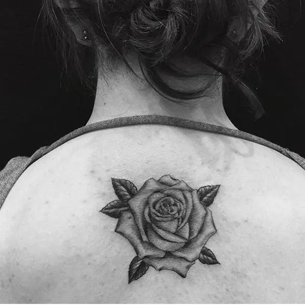 Flower, Rose, Nature