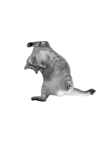 고양이