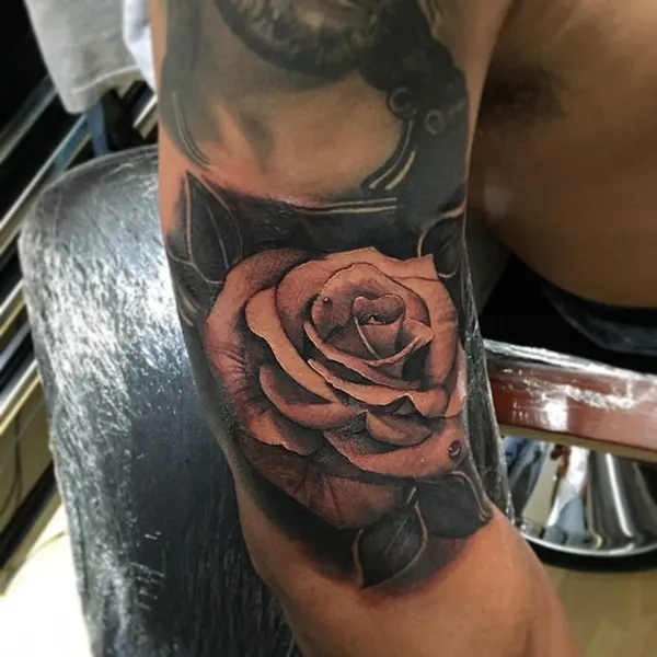 Flower, Rose, Nature