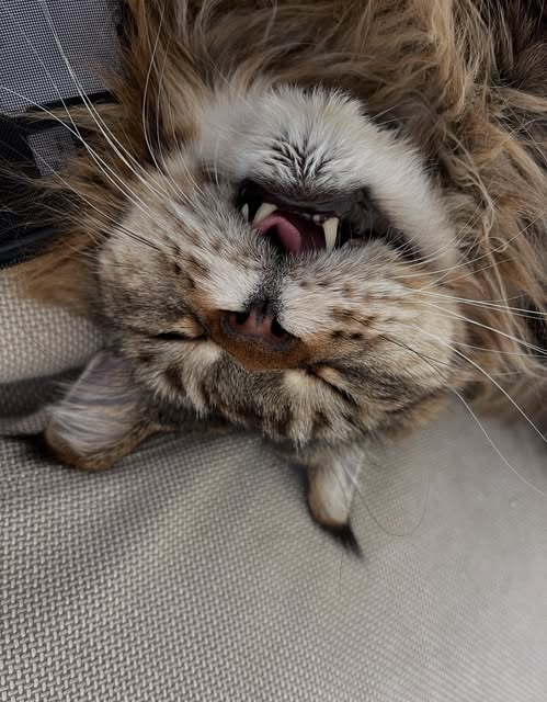 Animal