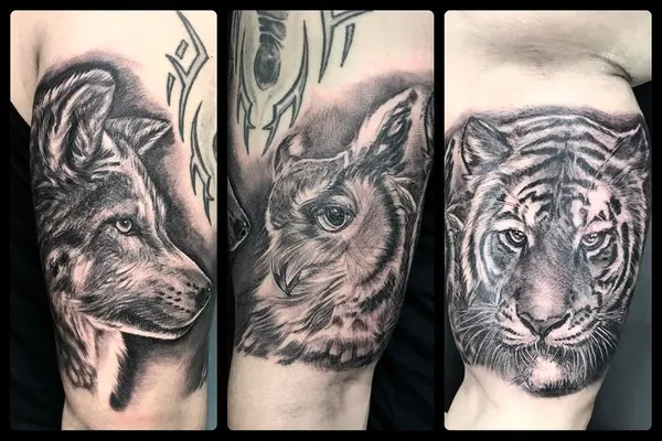 Animal, Tiger