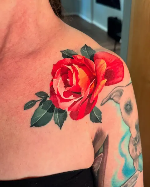 Flower, Rose, Nature