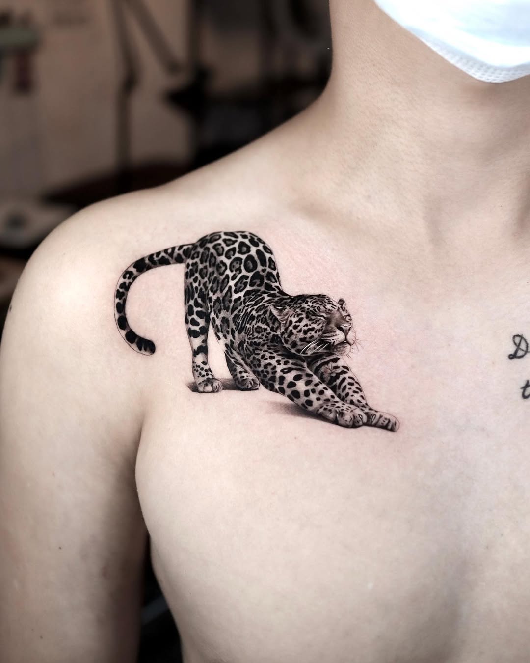 Animal, Tiger, 표범, 재규어