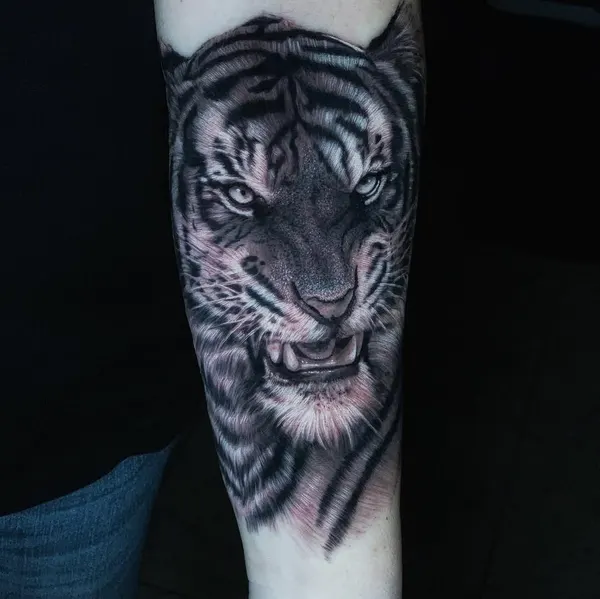Tiger, 한국 호랑이, 중국 호랑이