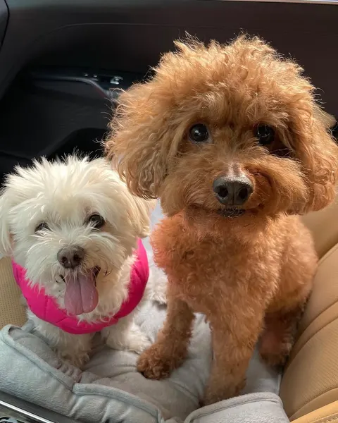 Animal, Mini