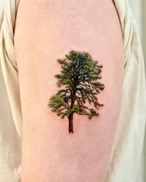 Nature, 나무, 소나무, 숲