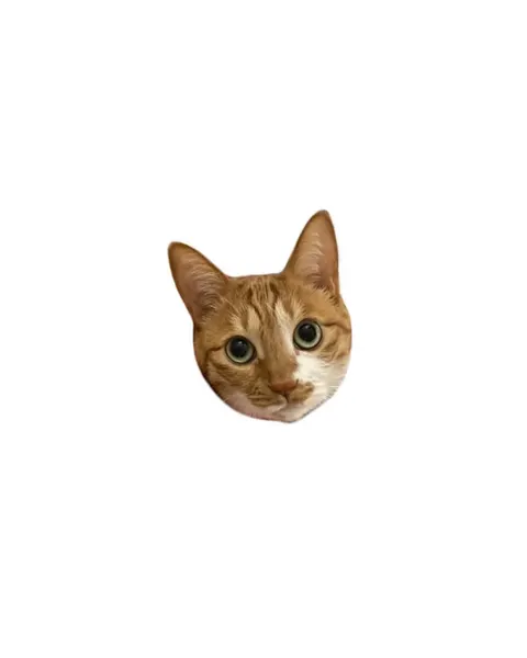 고양이