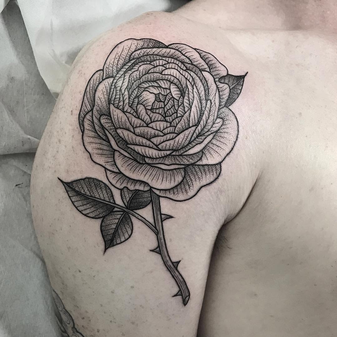 Flower, Rose, Nature