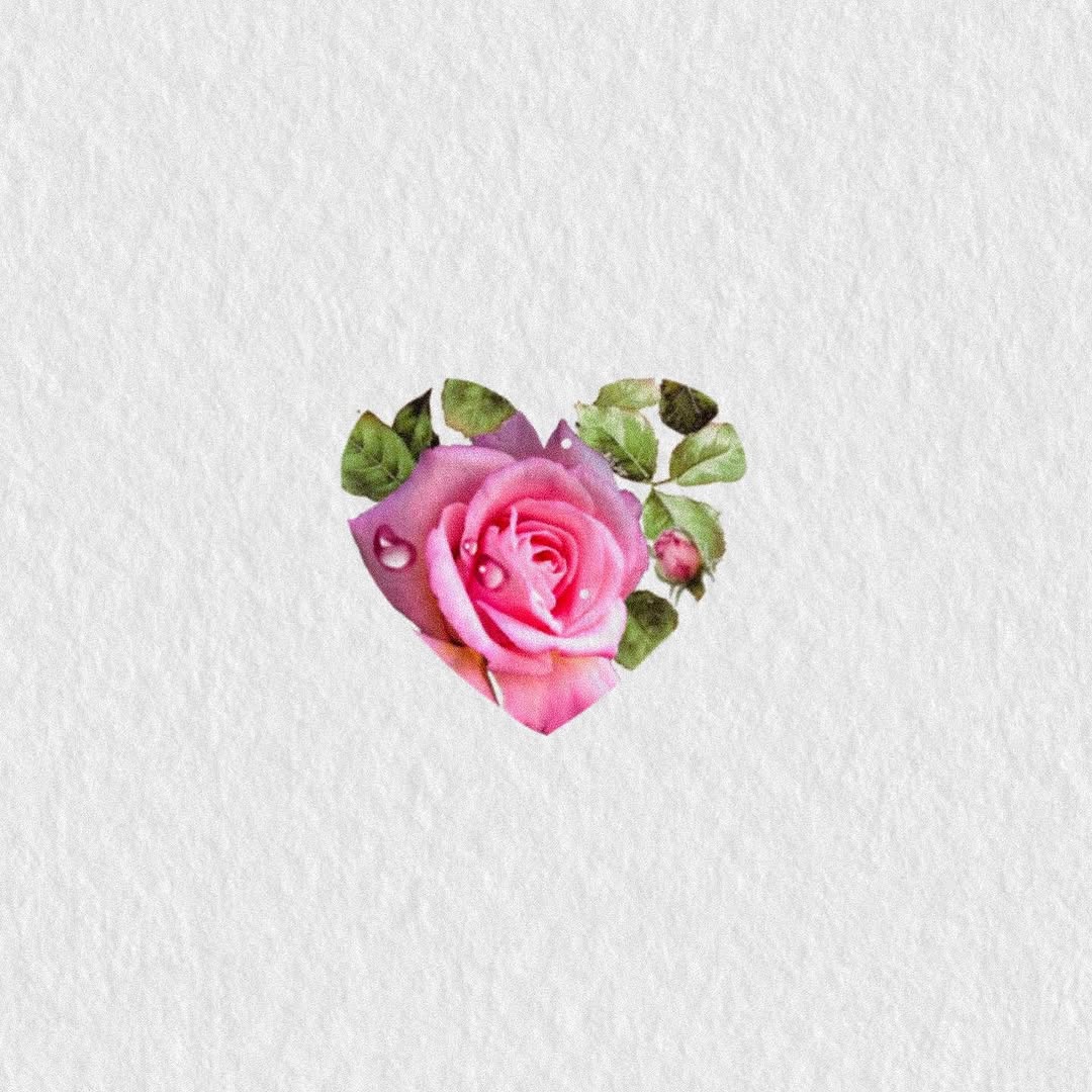 Flower, Rose, Nature